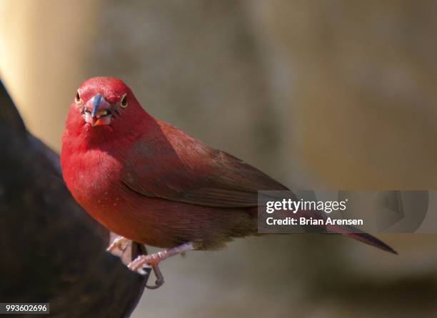 Fire Finch Fire Finch Photos and Premium High Res Pictures - Getty Images