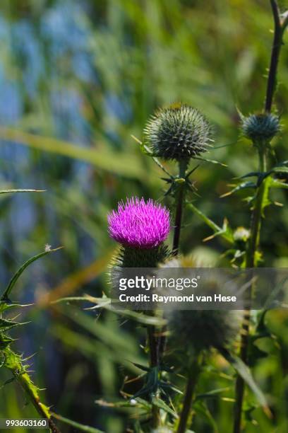 distelbloem - bloem plant stock pictures, royalty-free photos & images