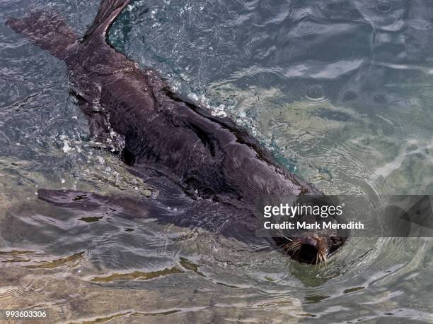 fur seal on the banks peninsula - banks peninsula foto e immagini stock