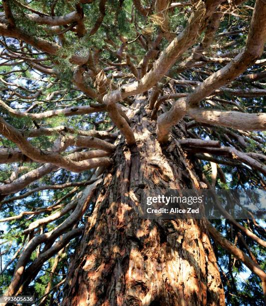 Interweaving Photos and Premium High Res Pictures - Getty Images