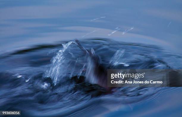 duck ii - high speed photography stock pictures, royalty-free photos & images