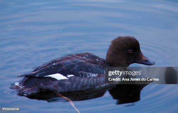 Ana Carms Ana Carmo Photos and Premium High Res Pictures - Getty Images