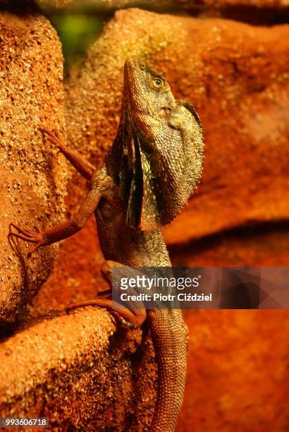 jaszczur - frilled lizard stock-fotos und bilder