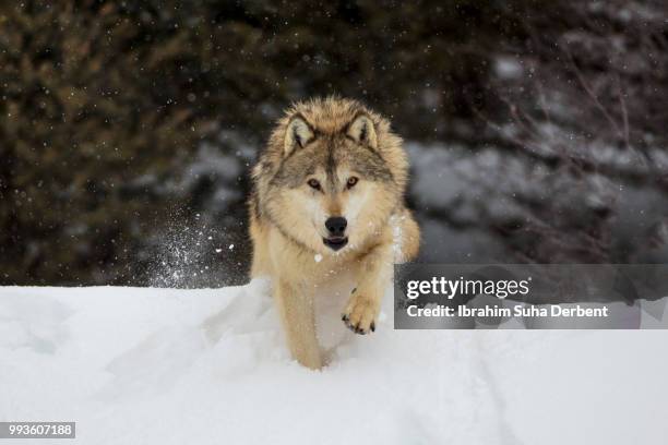 gray wolf is walking towards camera - wolf montana stock pictures, royalty-free photos & images