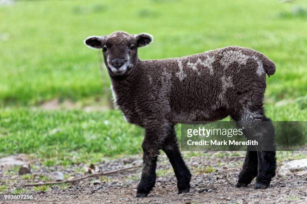 black lamb at sheep at flea bay on the banks peninsula - banks peninsula stock pictures, royalty-free photos & images