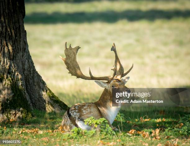 deer rutting in autumn (uk) - masterton stock pictures, royalty-free photos & images