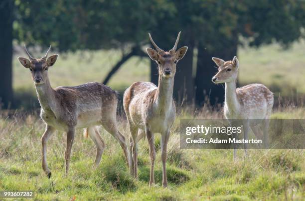 deer rutting in autumn (uk) - masterton stock pictures, royalty-free photos & images