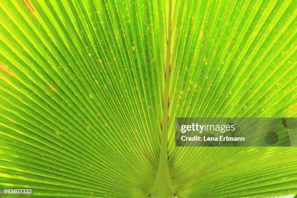 peacok palm leave in the sun - waaierpalm stockfoto's en -beelden