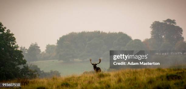 deer rutting in autumn (uk) - masterton stock pictures, royalty-free photos & images