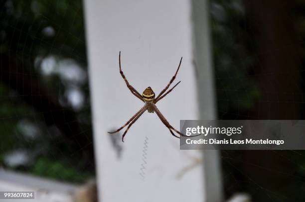 orb spider - montelongo stock pictures, royalty-free photos & images