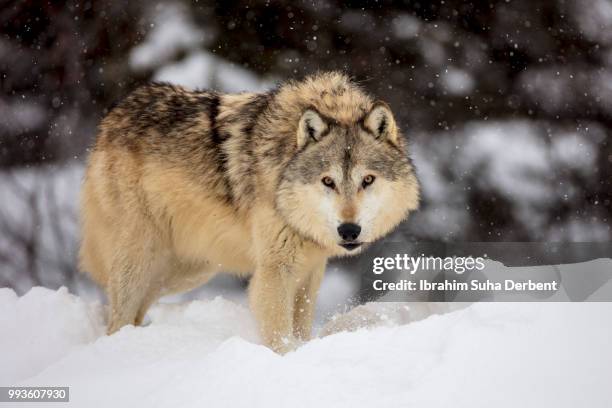 side view of gray wolf while looking camera - wolf montana stock pictures, royalty-free photos & images