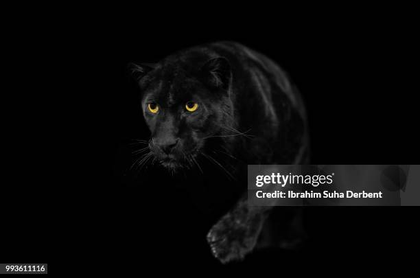 close view of black leopard while walking. - melanistic stock pictures, royalty-free photos & images