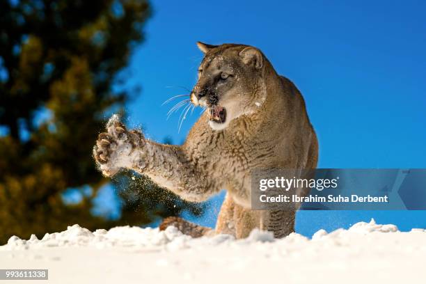 mountain lion is roaring while its paw midair - puma stock-fotos und bilder