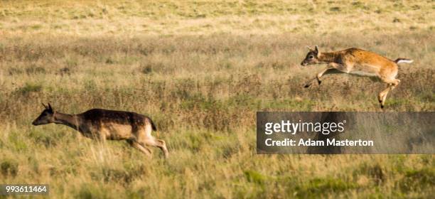 deer rutting in autumn (uk) - masterton stock pictures, royalty-free photos & images