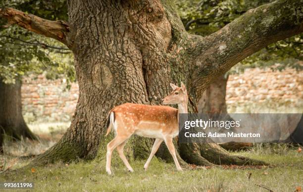 deer rutting in autumn (uk) - masterton stock pictures, royalty-free photos & images