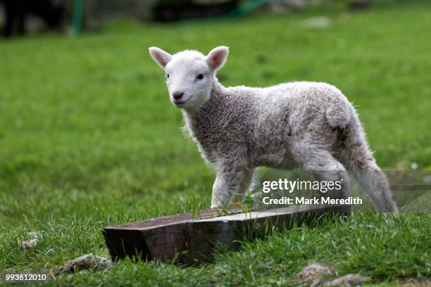 cute lamb on the banks peninsula - banks peninsula foto e immagini stock