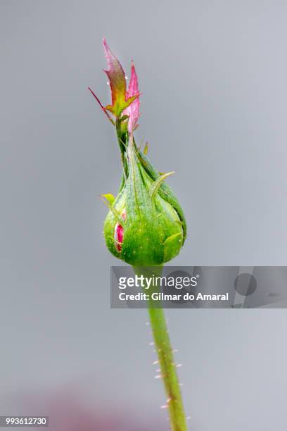 rose - sepal stock pictures, royalty-free photos & images