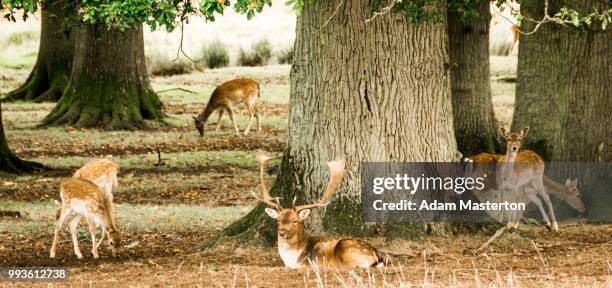 deer rutting in autumn (uk) - masterton stock pictures, royalty-free photos & images