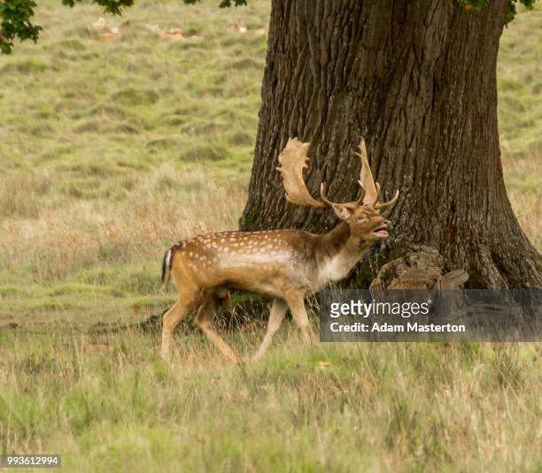 deer rutting in autumn (uk) - masterton stock pictures, royalty-free photos & images