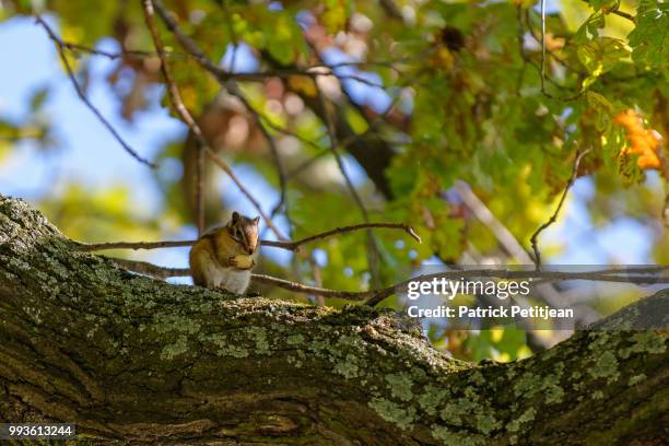 eastern chipmunk - eastern chipmunk stock pictures, royalty-free photos & images
