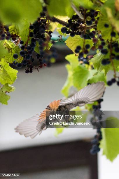 black redstart (female) - redstart stock pictures, royalty-free photos & images