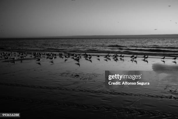 pesca en la costa de capariica. portugal - encosta stock pictures, royalty-free photos & images