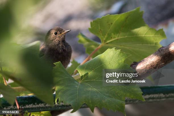 black redstart (female) - redstart stock pictures, royalty-free photos & images