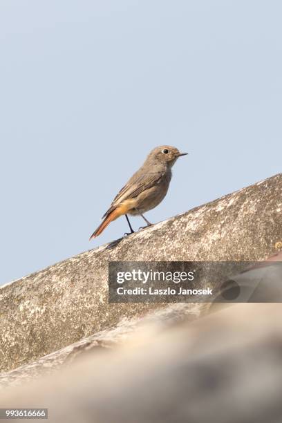 black redstart (female) - redstart stock pictures, royalty-free photos & images