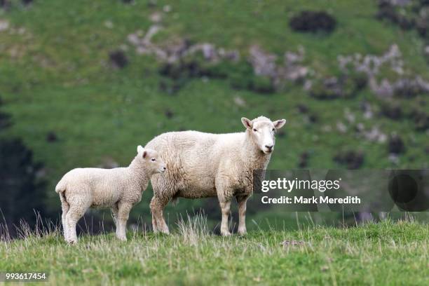 ewe with lamb on the banks peninsula - banks peninsula foto e immagini stock