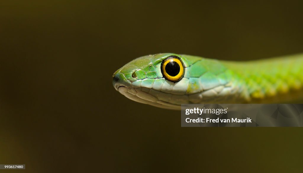 Tree snake
