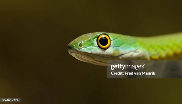 tree snake - opheodrys aestivus stock pictures, royalty-free photos & images