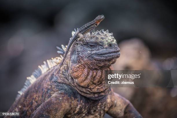 two buddies - galapagos land iguana bildbanksfoton och bilder