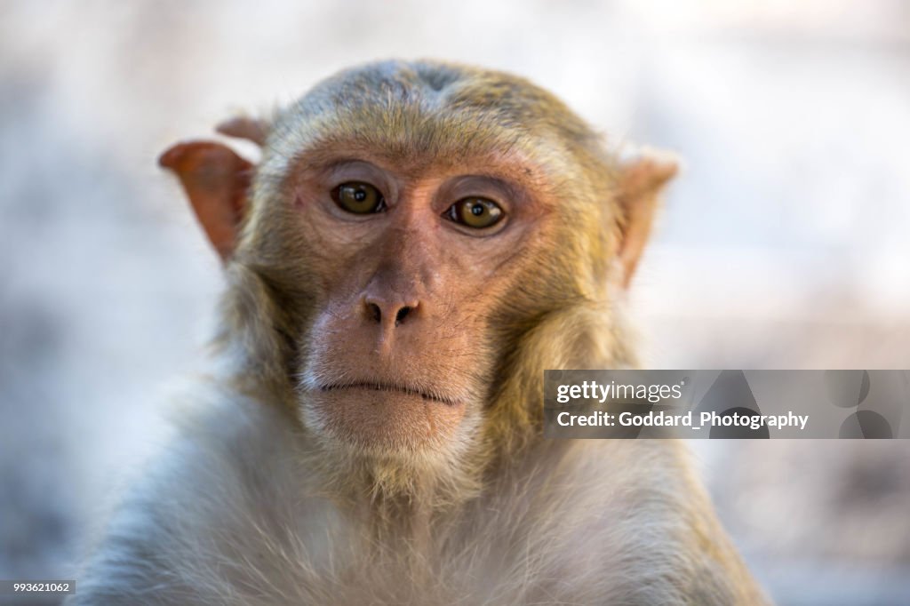 Myanmar: Rhesus Macaque