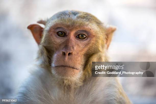 myanmar: rhesus macaque - macaque stock pictures, royalty-free photos & images