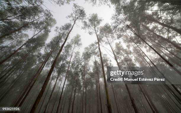 al mirar hacia arriba (looking up) - mirar hacia arriba stock pictures, royalty-free photos & images