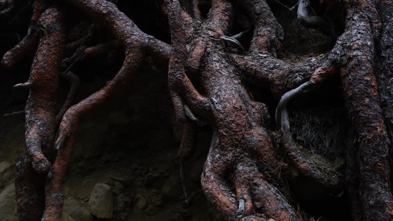 Canary Tree Roots Palma Plant Videos and HD Footage - Getty Images