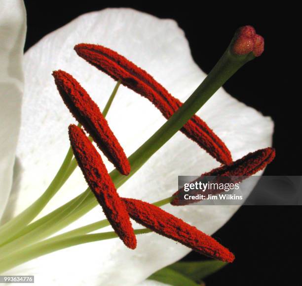 asiatic white lily - asiatic lily - fotografias e filmes do acervo