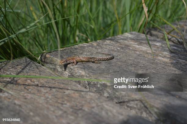 sunbathing lizard - fröhlich fotograf�ías e imágenes de stock