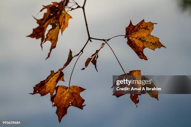 autumn leaves - amal stock pictures, royalty-free photos & images