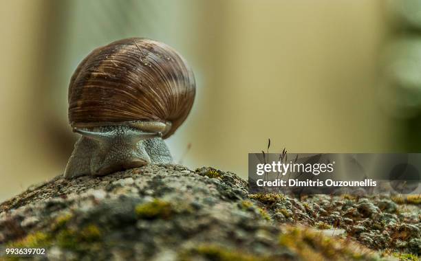 Seashells Body 2,408 Body Shell Stock Photos, High-Res Pictures, and Images - Getty Images