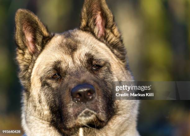 look into my eyes - norwegian elkhound stock pictures, royalty-free photos & images