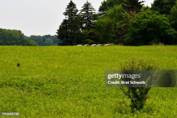 haybales hiding in grass - bret schwalb stock pictures, royalty-free photos & images