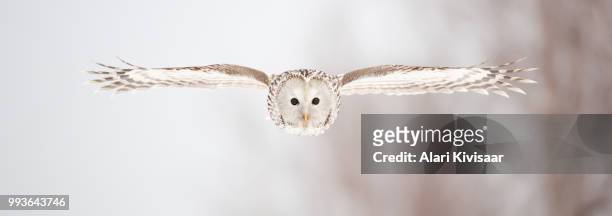 ural owl - ural owl stock-fotos und bilder