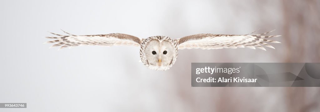 Ural Owl