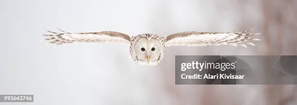 ural owl - strix stock pictures, royalty-free photos & images