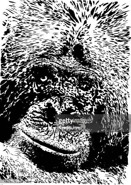 chimpanzee looking directly to observer - animal hand stock illustrations