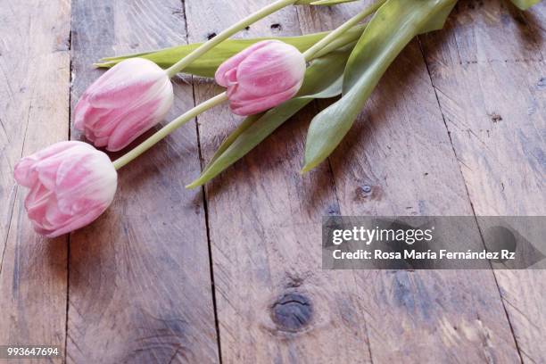 close-up of three tulips flowers on wooden background. selective focus and copy space. - rz stock pictures, royalty-free photos & images