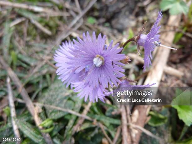 fiori dei fiorentini - fiori stockfoto's en -beelden