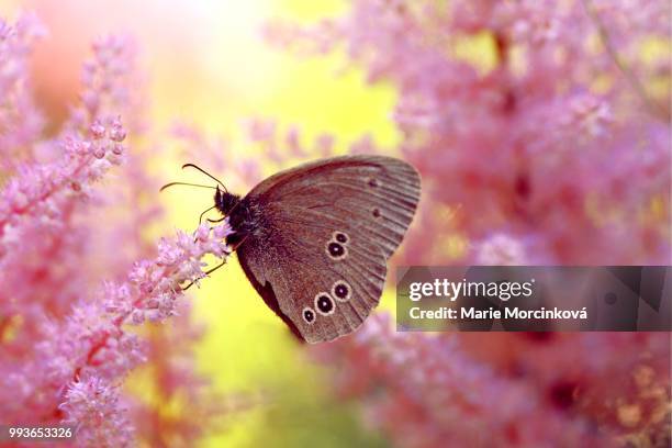 dreamy garden wonders - butterfly macro - ringlet stock-fotos und bilder