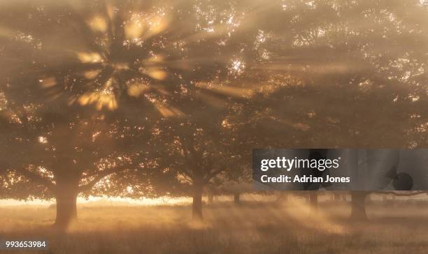 pastel sunrise at richmond park - richmond park 個照片及圖片檔